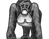 Gorilla