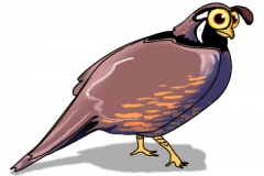 Quail